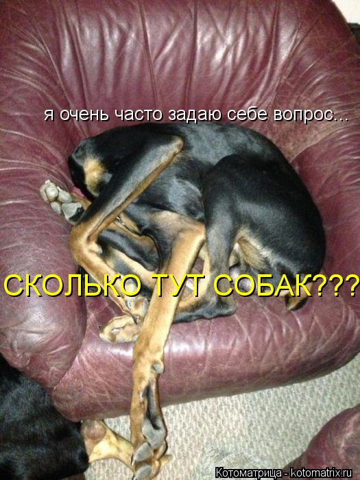 я очень часто задаю себе вопрос... СКОЛЬКО ТУТ СОБАК???.... Котоматрица: я очень часто задаю себе вопрос... СКОЛЬКО ТУТ СОБАК???.