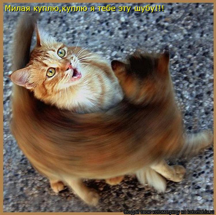 Котоматрица: Милая куплю,куплю я тебе эту шубу!!!
