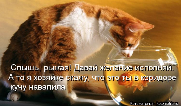 Слышь, рыжая! Давай желание исполняй. А то я хозяйке скажу, что это ты в коридоре кучу навалила... Котоматрица: Слышь, рыжая! Давай желание исполняй. А то я хозяйке скажу, что это ты в коридоре кучу навалила
