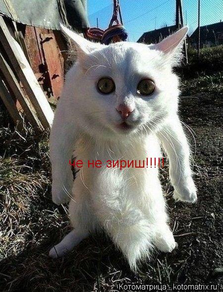 Котоматрица: че не зириш!!!!!