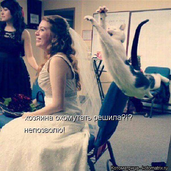 Котоматрица: хозяина охомутать решила?!? непозволю!