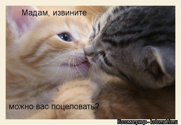 Котоматрица: Мадам, извините можно вас поцеловать?