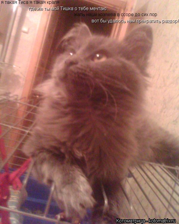 Котоматрица: я такая Тиса я такая краля где же ты мой Тишка о тебе мечтаю... жаль наши хозяева в ссоре до сих пор вот бы удалось нам прекратить раздор!