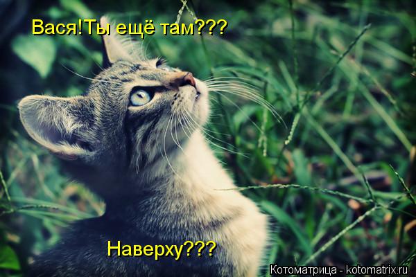 Котоматрица: Вася!Ты ещё там??? Наверху???