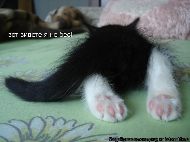 Котоматрица: вот видете я не бес!