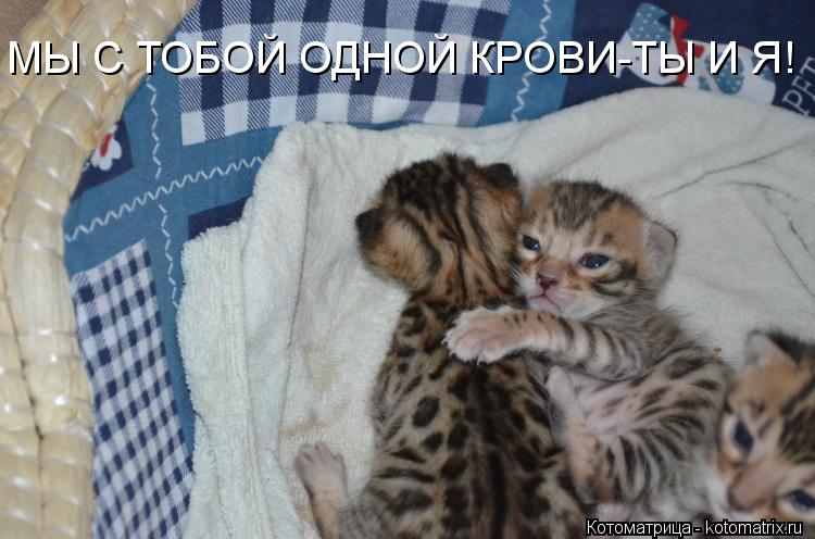 Котоматрица: МЫ С ТОБОЙ ОДНОЙ КРОВИ-ТЫ И Я!