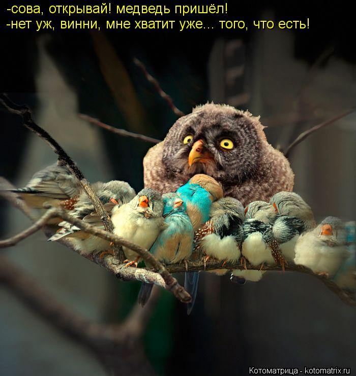 Котоматрица: -сова, открывай! медведь пришёл! -нет уж, винни, мне хватит уже... того, что есть!