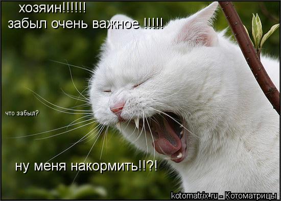 Котоматрица: хозяин!!!!!! забыл очень важное !!!!! что забыл? ну меня накормить!!?!
