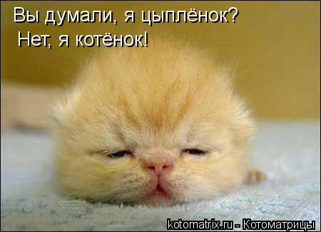 Котоматрица: Вы думали, я цыплёнок? Нет, я котёнок!