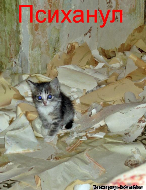 Котоматрица: Психанул