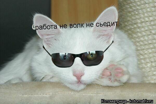 Котоматрица: работа не волк не сьедит