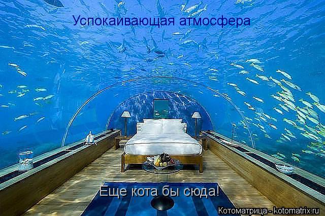 Успокаивающая атмосфера Еще кота бы сюда!... Котоматрица: Успокаивающая атмосфера Еще кота бы сюда!