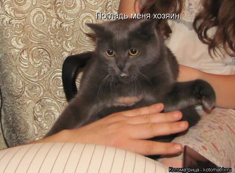 Котоматрица: Погладь меня хозяин