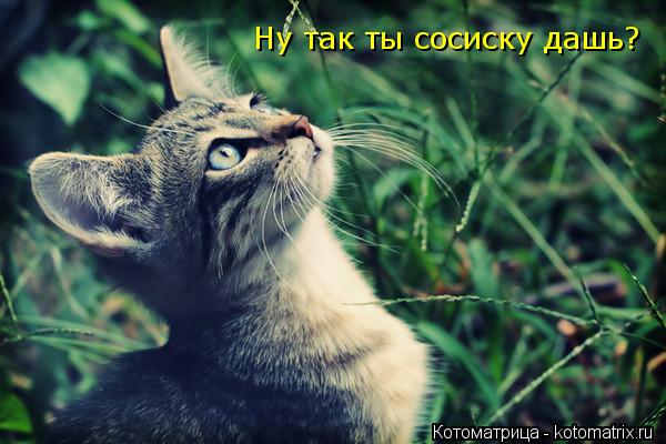 Ну так ты сосиску дашь?... Котоматрица: Ну так ты сосиску дашь?
