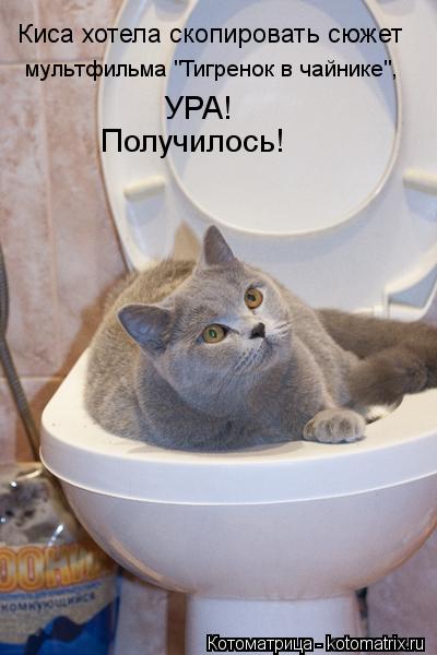 Киса хотела скопировать сюжет мультфильма "Тигренок в чайнике", УРА! Получилось!... Котоматрица: Киса хотела скопировать сюжет мультфильма "Тигренок в чайнике", УРА! Получилось!