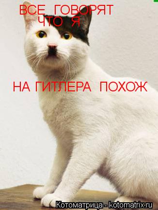 Котоматрица: ВСЕ  ГОВОРЯТ  ЧТО  Я  НА ГИТЛЕРА  ПОХОЖ