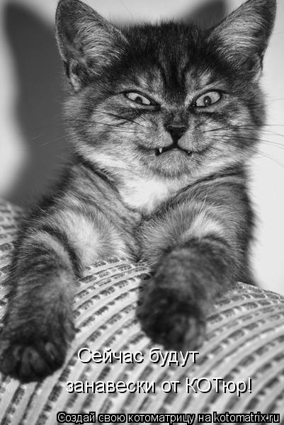 Котоматрица: Сейчас будут занавески от КОТюр!