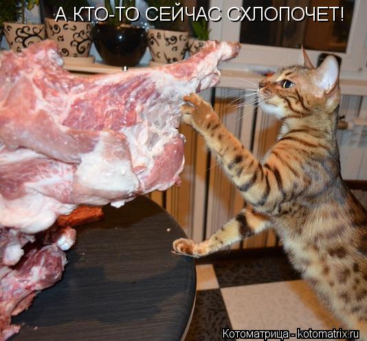 Котоматрица: А КТО-ТО СЕЙЧАС СХЛОПОЧЕТ!