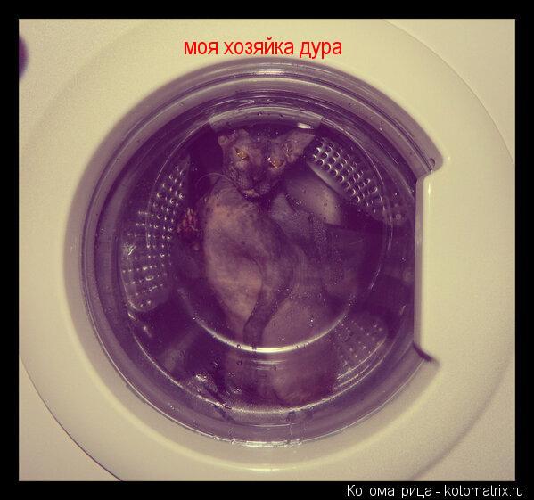 Котоматрица: моя хозяйка дура
