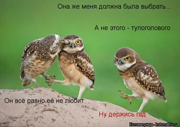 Котоматрица: Она же меня должна была выбрать... А не этого - тупоголового Он всё равно её не любит  Ну держись гад