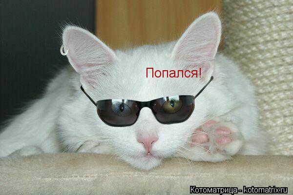 Котоматрица: Попался!