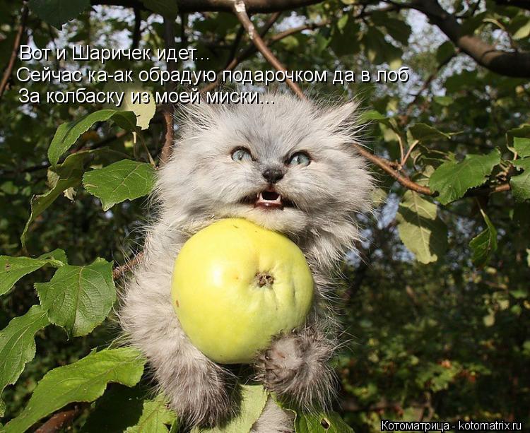 Котоматрица: Вот и Шаричек идет... Сейчас ка-ак обрадую подарочком да в лоб За колбаску из моей миски...