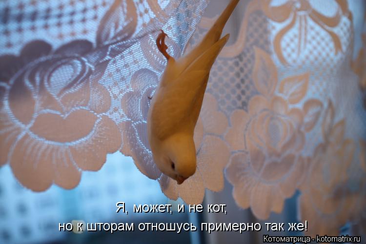 Я, может, и не кот, но к шторам отношусь примерно так же! но к шторам отношусь примерно так же!... Котоматрица: Я, может, и не кот, но к шторам отношусь примерно так же! но к шторам отношусь примерно так же!