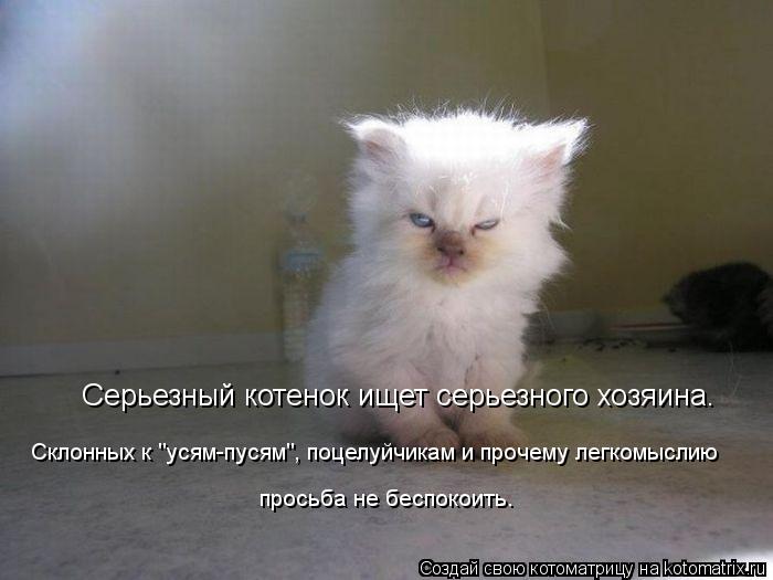 Серьезный котенок ищет серьезного хозяина. Склонных к "усям-пусям", поцелуйчикам и прочему легкомысли... Котоматрица: Серьезный котенок ищет серьезного хозяина. Склонных к "усям-пусям", поцелуйчикам и прочему легкомыслию просьба не беспокоить.