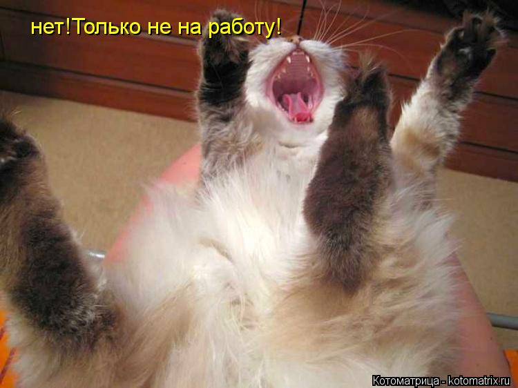 Котоматрица: нет!Только не на работу!