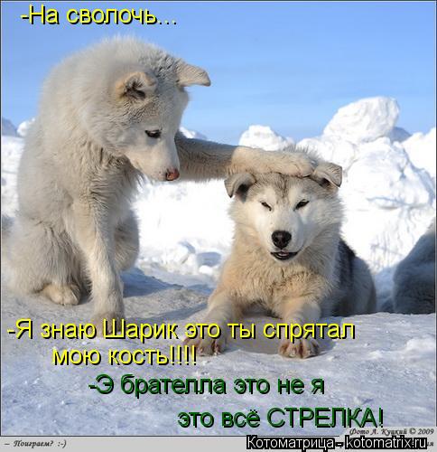 Котоматрица: -На сволочь... -Я знаю Шарик это ты спрятал  мою кость!!!! -Э брателла это не я это всё СТРЕЛКА!
