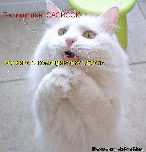 Котоматрица: Господи дай  САСИСОК ХОЗЯЙКА В  КОМАНДИРОВКУ  УЕХАЛА