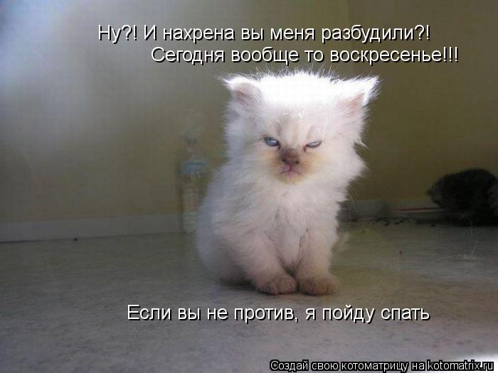 Ну?! И нахрена вы меня разбудили?! Если вы не против, я пойду спать Сегодня вообще то воскресенье!!!... Котоматрица: Ну?! И нахрена вы меня разбудили?! Если вы не против, я пойду спать Сегодня вообще то воскресенье!!!