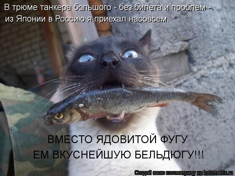 В трюме танкера большого - без билета и проблем - из Японии в Россию я приехал насовсем. ВМЕСТО ЯДОВ... Котоматрица: В трюме танкера большого - без билета и проблем - из Японии в Россию я приехал насовсем. ВМЕСТО ЯДОВИТОЙ ФУГУ ЕМ ВКУСНЕЙШУЮ БЕЛЬДЮГУ!!!