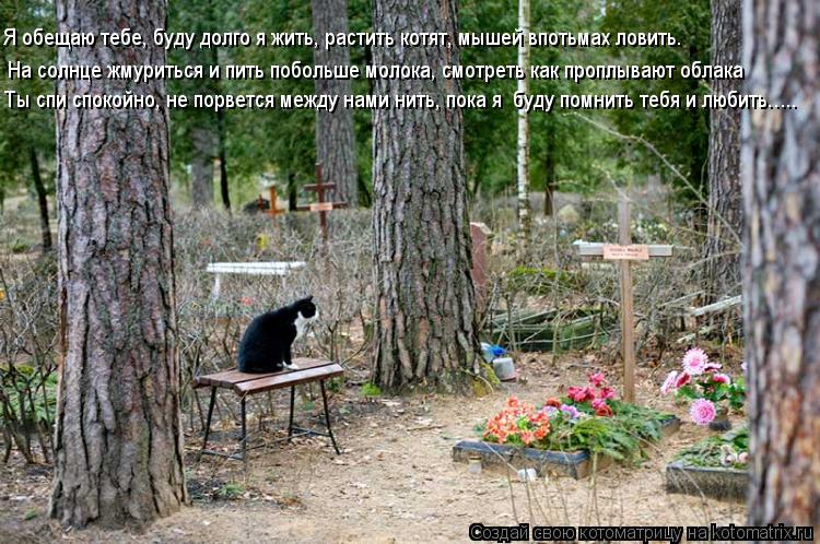 Котоматрица: Я обещаю тебе, буду долго я жить, растить котят, мышей впотьмах ловить. На солнце жмуриться и пить побольше молока, смотреть как проплывают о