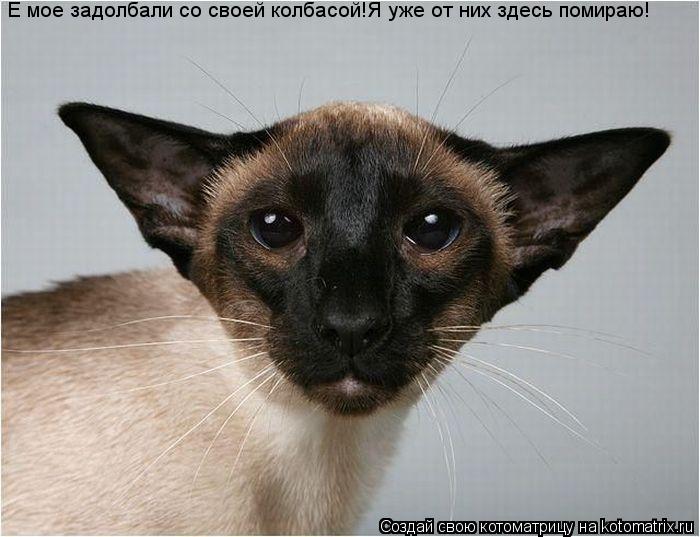 Е мое задолбали со своей колбасой!Я уже от них здесь помираю!... Котоматрица: Е мое задолбали со своей колбасой!Я уже от них здесь помираю!