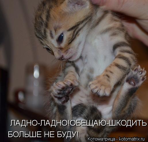 Котоматрица: ЛАДНО-ЛАДНО!ОБЕЩАЮ-ШКОДИТЬ БОЛЬШЕ НЕ БУДУ!  БОЛЬШЕ НЕ БУДУ!