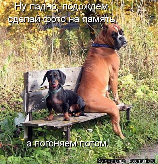 Котоматрица: Ну ладно, подождем, сделай фото на память, а погоняем потом!