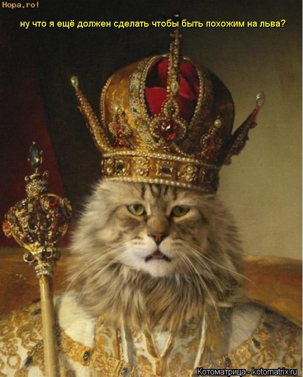 Котоматрица: ну что я ещё должен сделать чтобы быть похожим на льва?
