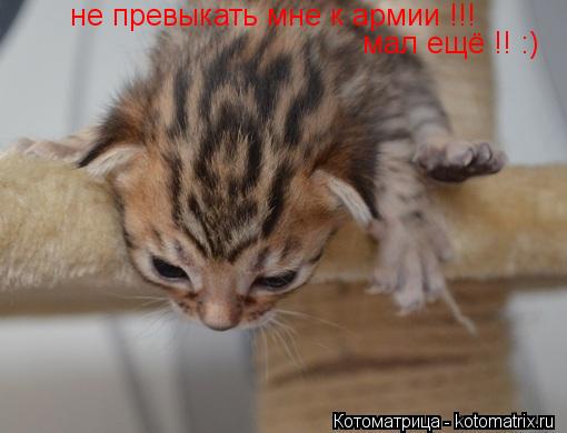 Котоматрица: не превыкать мне к армии !!! мал ещё !! :)