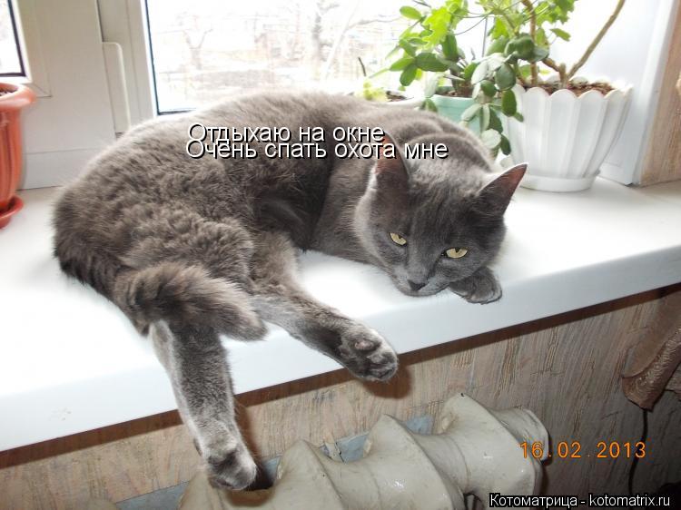 Котоматрица: Отдыхаю на окне Очень спать охота мне