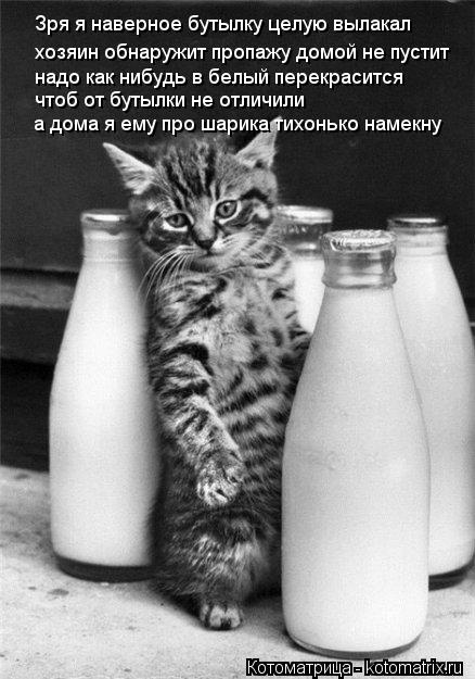 Котоматрица: Зря я наверное бутылку целую вылакал хозяин обнаружит пропажу домой не пустит надо как нибудь в белый перекрасится чтоб от бутылки не отли