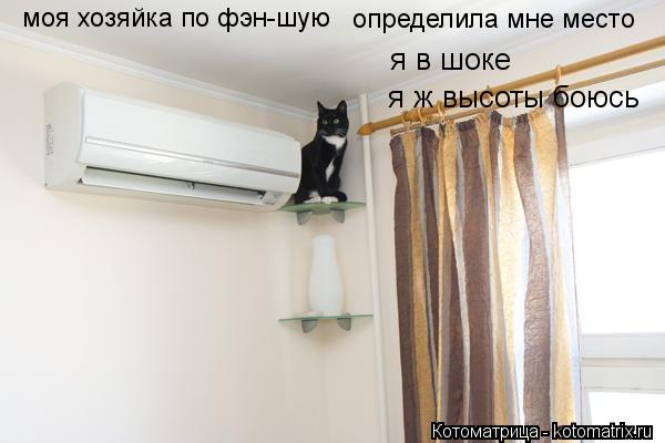 Котоматрица: моя хозяйка по фэн-шую  определила мне место я в шоке я ж высоты боюсь