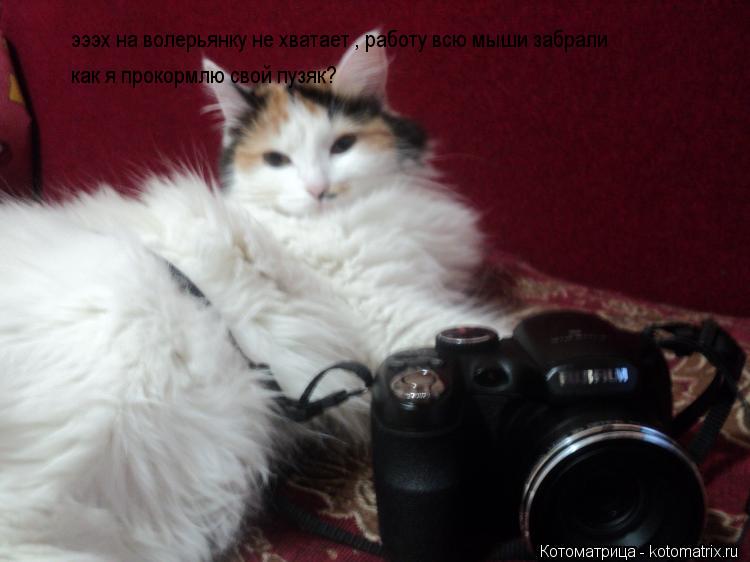 Котоматрица: эээх на волерьянку не хватает , работу всю мыши забрали как я прокормлю свой пузяк?