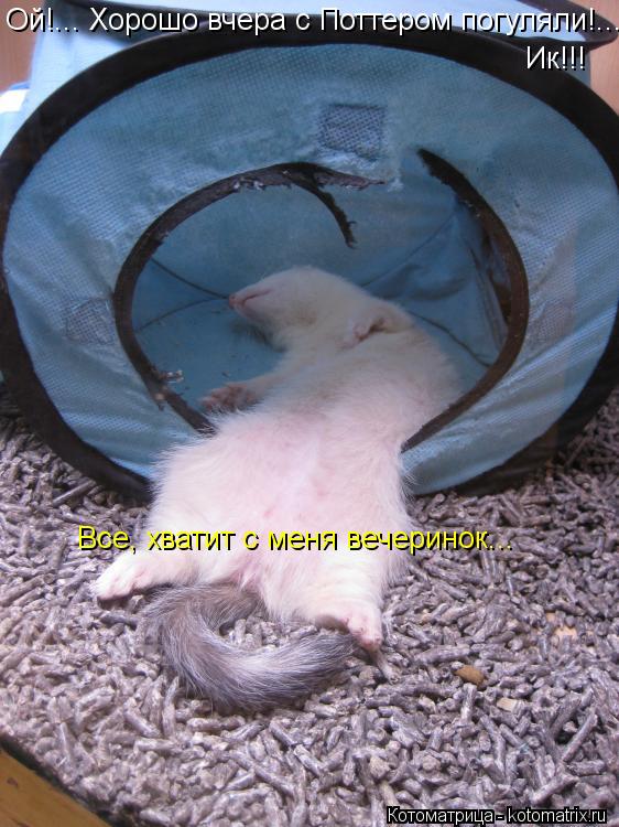 Ой!... Хорошо вчера с Поттером погуляли!... Ик!!! Все, хватит с меня вечеринок...... Котоматрица: Ой!... Хорошо вчера с Поттером погуляли!... Ик!!! Все, хватит с меня вечеринок...