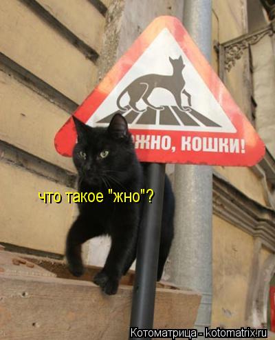 что такое "жно"?... Котоматрица: что такое "жно"?
