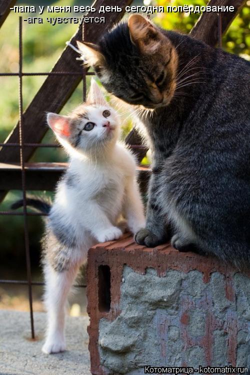 Котоматрица: -папа у меня весь день сегодня попёрдование -ага чувствуется