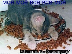 Котоматрица: моё моё всё всё моё