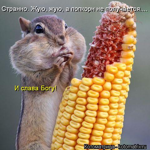 Котоматрица: Странно. Жую, жую, а попкорн не получается....  И слава Богу!