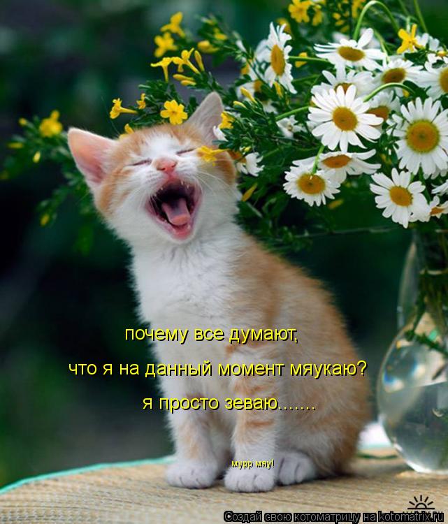 Котоматрица: почему все думают, что я на данный момент мяукаю? я просто зеваю....... мурр мяу!