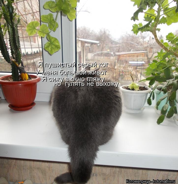 Котоматрица: Я пушистый серый кот  У меня большой живот Я сижу в окно гляжу  но  гулять не выхожу